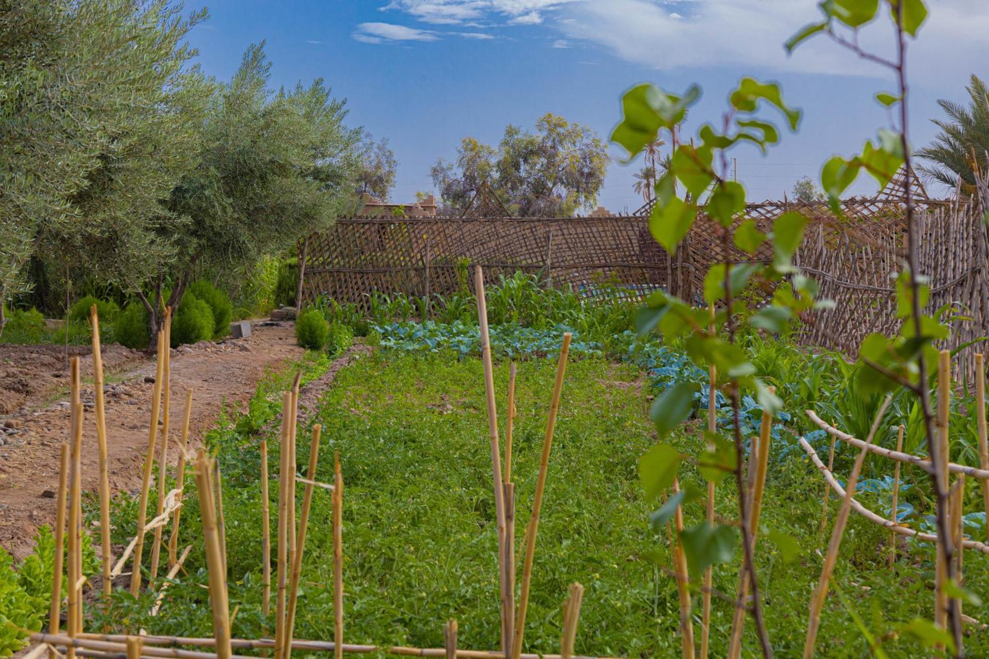Maison D'Hote Amridil Skoura Exterior photo