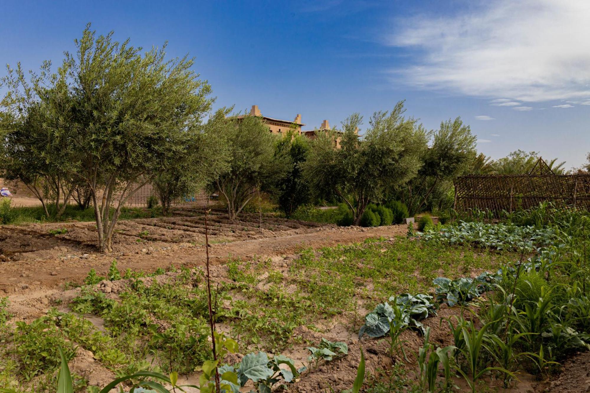 Maison D'Hote Amridil Skoura Exterior photo